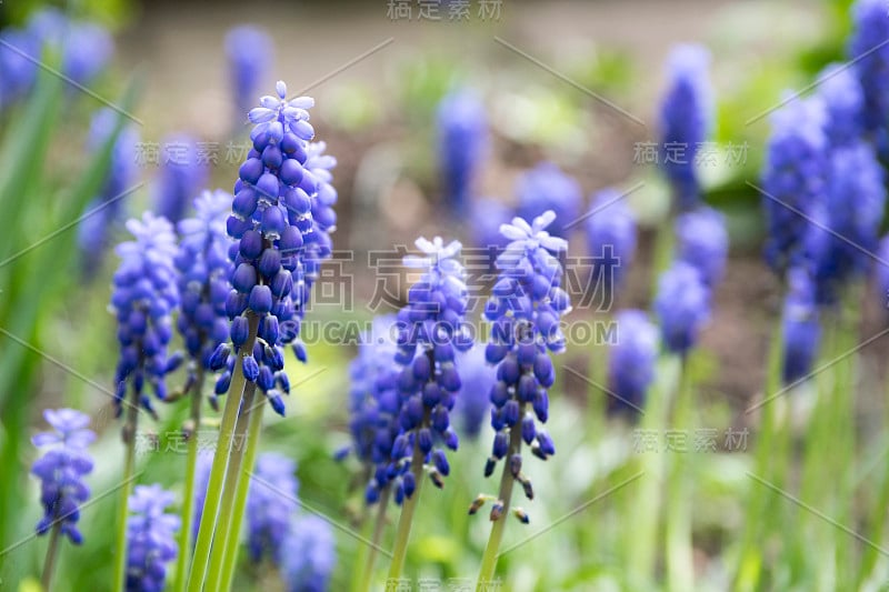 杏树开花植物，蓝色的春天球茎葡萄风信子花在花园里盛开