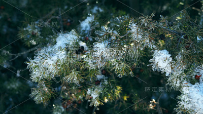 杜松树冰冷的树枝