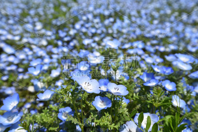 凤仙花，著名的春花