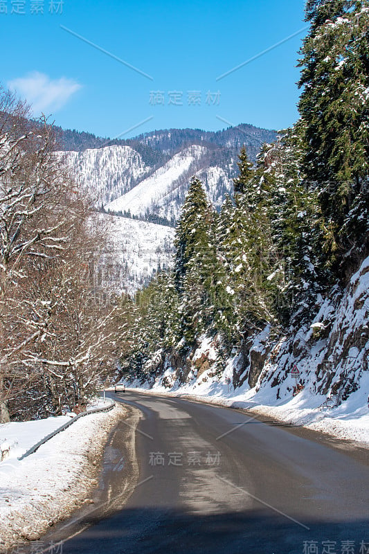 高加索山区森林中的路。冬天的雪和松树。Bakuriani之路