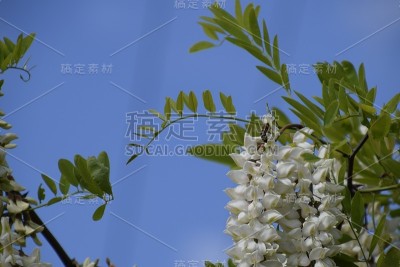 金合欢白葡萄