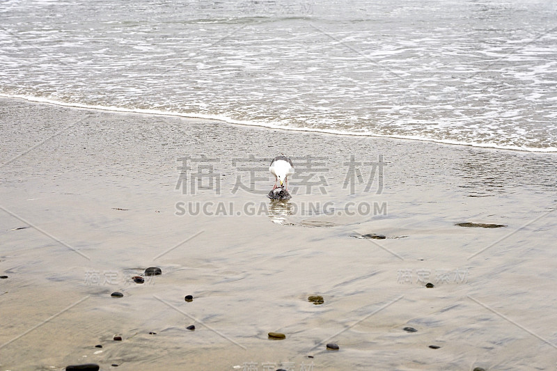 海鸥在吃死鸟