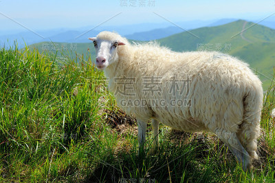 羊在山上