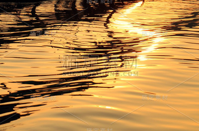 在金色的夕阳下，水面上泛起阵阵涟漪