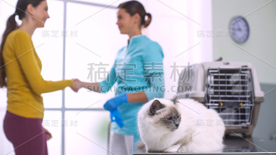 在兽医诊所的漂亮的猫