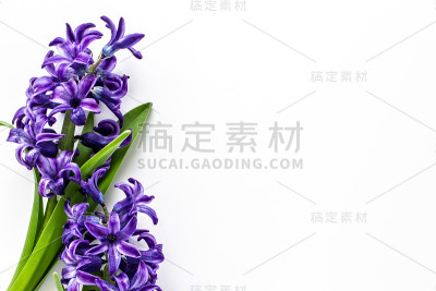 紫色的风信子