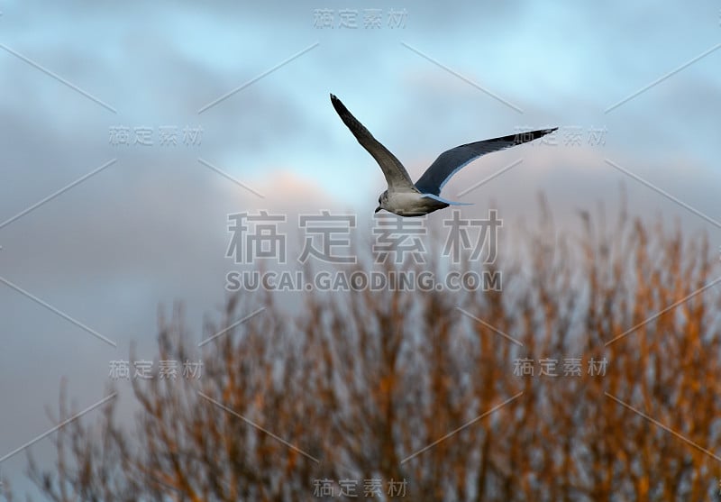 一只披着冬季羽毛的黑头海鸥飞过丁顿牧场的黑天鹅湖