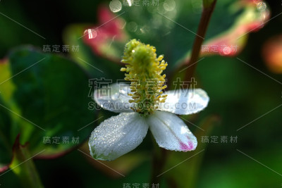 Houttuynia。种植花。