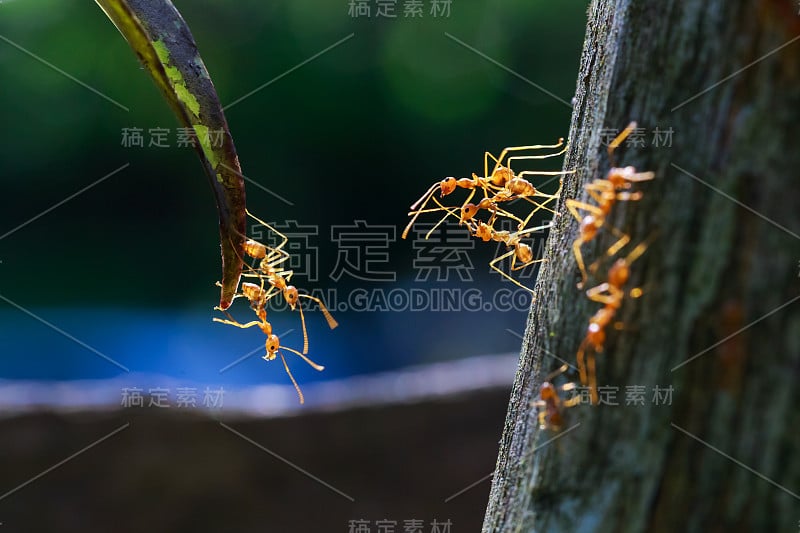 近距离的蚂蚁团结在一起