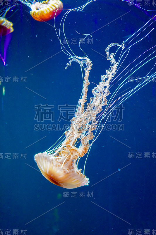 海洋生物，近距离拍摄水母漂浮在一个清澈的水箱