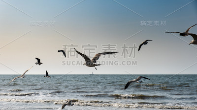 背景是许多海鸥在蓝天和大海中奋力飞翔