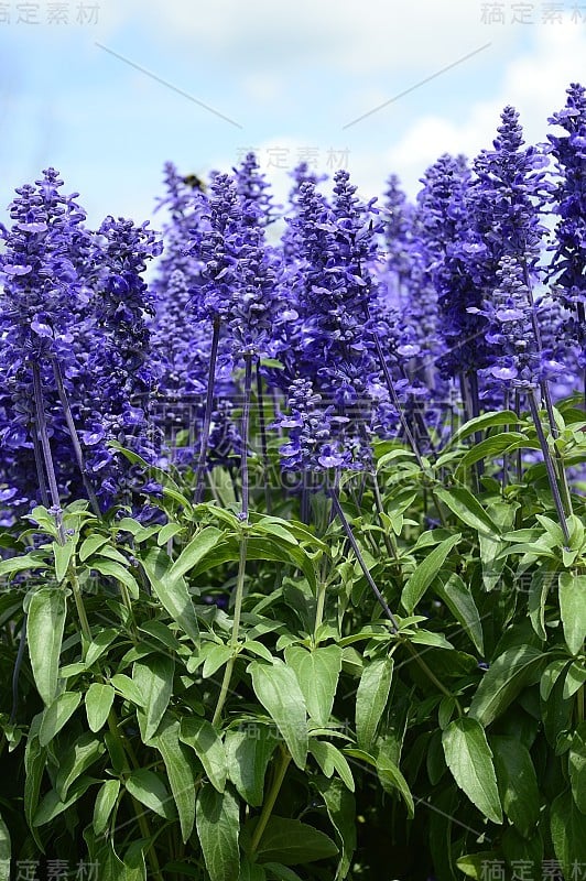 近景粉鼠尾草俗称粉状鼠尾草模糊背景在夏季花园