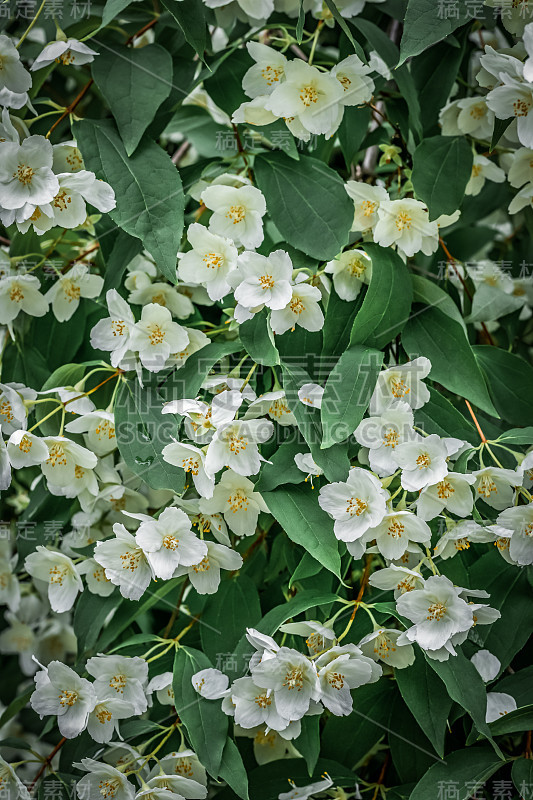 白色茉莉花的背景