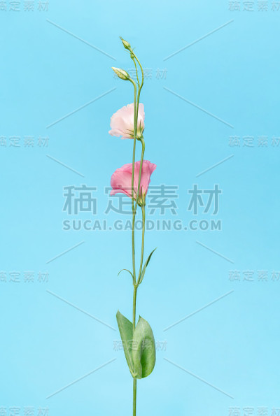 蓝色背景上的粉红色口气孔