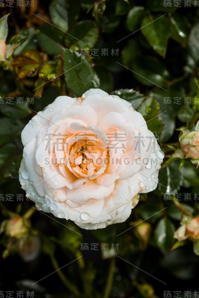 特写桔子和白玫瑰花在花园里