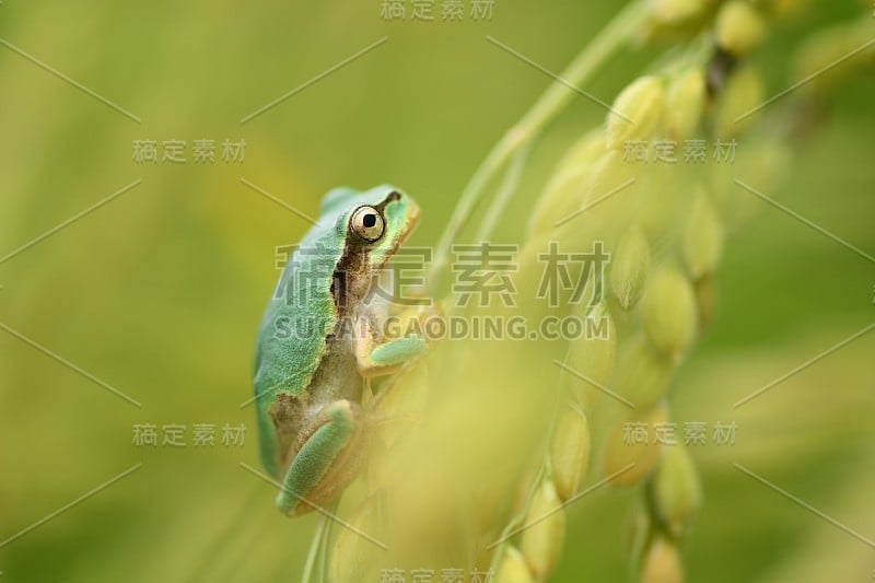 绿色树蛙在水稻植株的穗上。