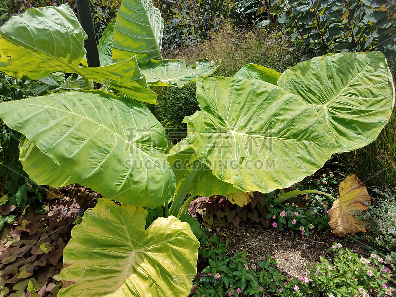 有大绿叶的植物