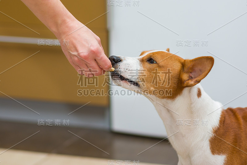 师傅给巴森吉一口美味的饼干