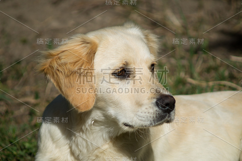 小狗，金毛猎犬小狗，拉布拉多犬