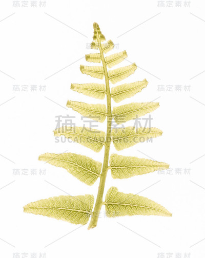 蕨类叶脉纹理，透光效果