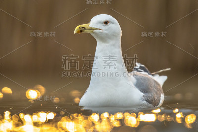 在水里游泳的黄腿海鸥