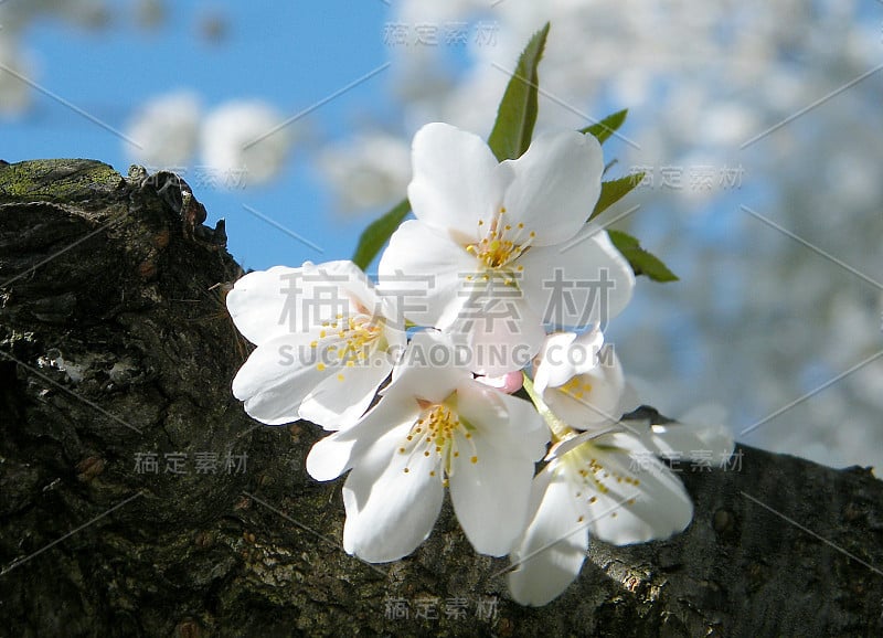 华盛顿樱花在树干2010年