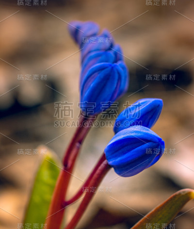 雪花莲