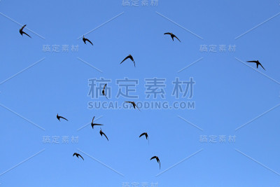 斯威夫特(Apus Apus)。
