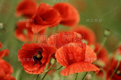 罂粟花特写