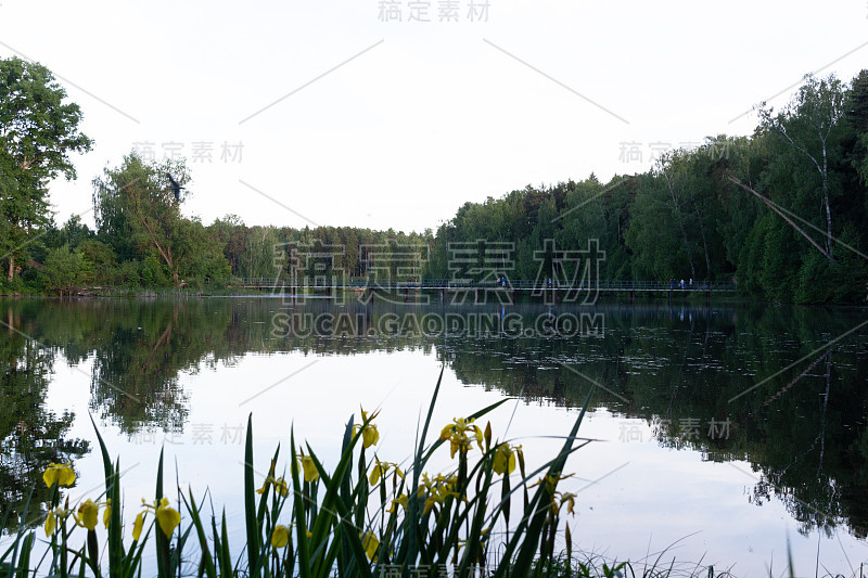 乡村景观与绿色的甘蔗草和黄色的鸢尾花在河边，反映了蓝天在平静的水和夏季森林