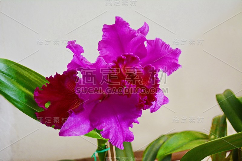 美丽的兰花Brassolaeliocattleya