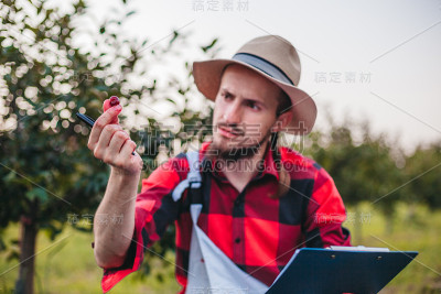 农夫摘樱桃
