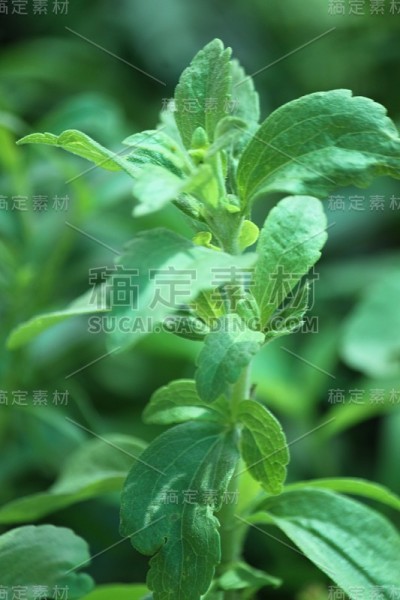 甜菊糖甙