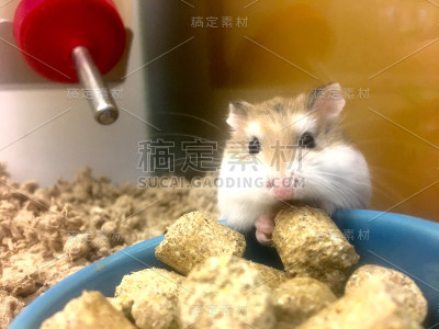 仓鼠吃午饭。