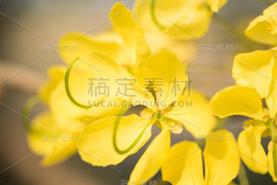 桂皮瘘花