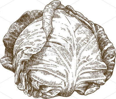 白菜版画插图