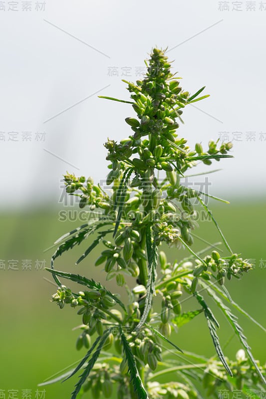 一根麻丛的树枝特写。在一个晴朗的夏天灌木年轻的大麻。大麻是一种药物和一种药物之间的对峙。植物让人上瘾