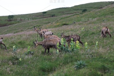 查莫瓦（鲁皮卡普拉鲁皮卡普拉）沃斯盖斯山，法国格姆森沃格森