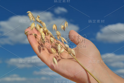 人的手与燕麦小穗
