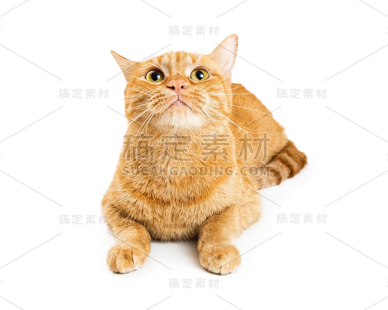 橙色虎斑猫躺着抬起头