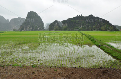 越南的风景。宁平的稻田和喀斯特塔