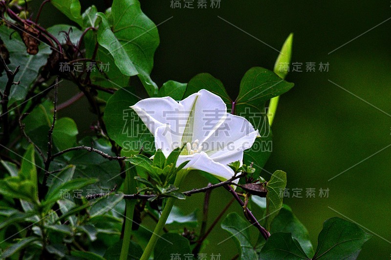 猛禽和大沼泽地的花朵