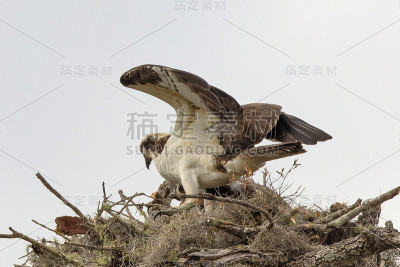 鱼鹰