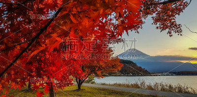 川口湖的秋天。