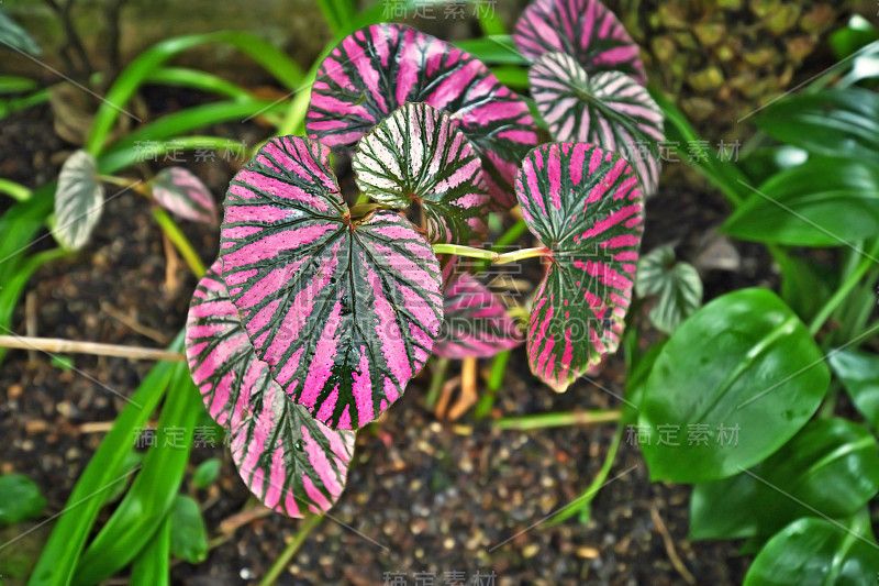 热带室内植物'秋海棠短樱桃'，自然产生粉红色的斑纹