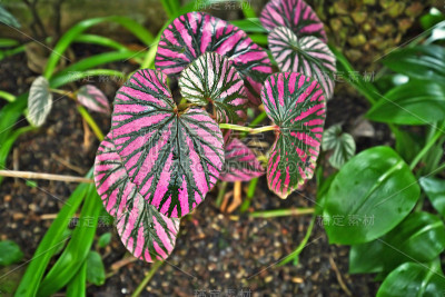 热带室内植物'秋海棠短樱桃'，自然产生粉红色的斑纹