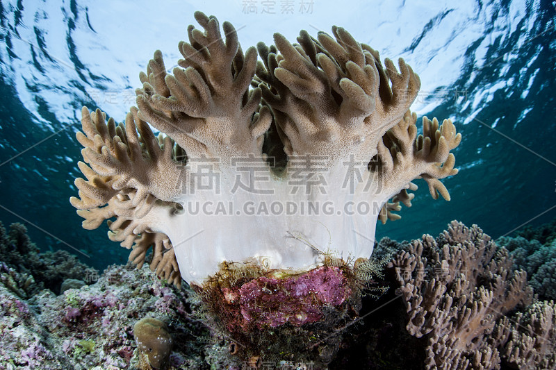 软珊瑚群