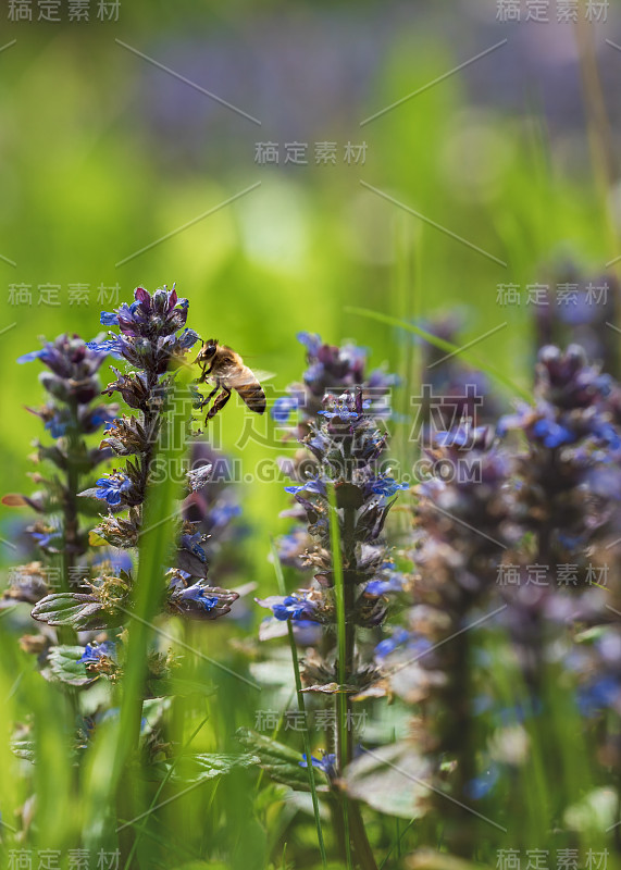 在奥地利阳光灿烂的草地上，蜜蜂在紫色的普通喇叭花周围飞舞，收集花粉