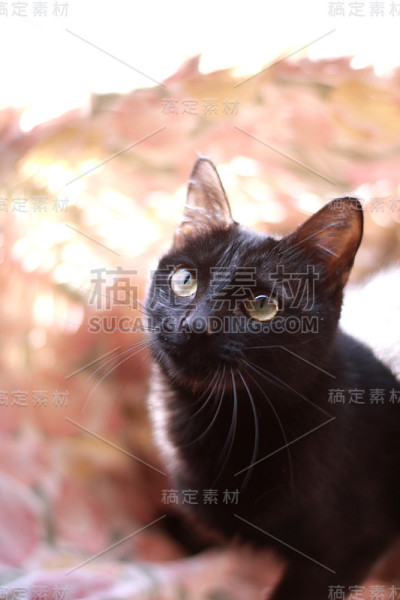 小猫