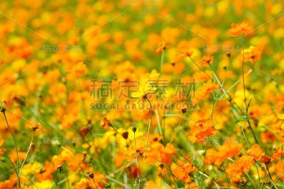 色彩斑斓的宇宙花